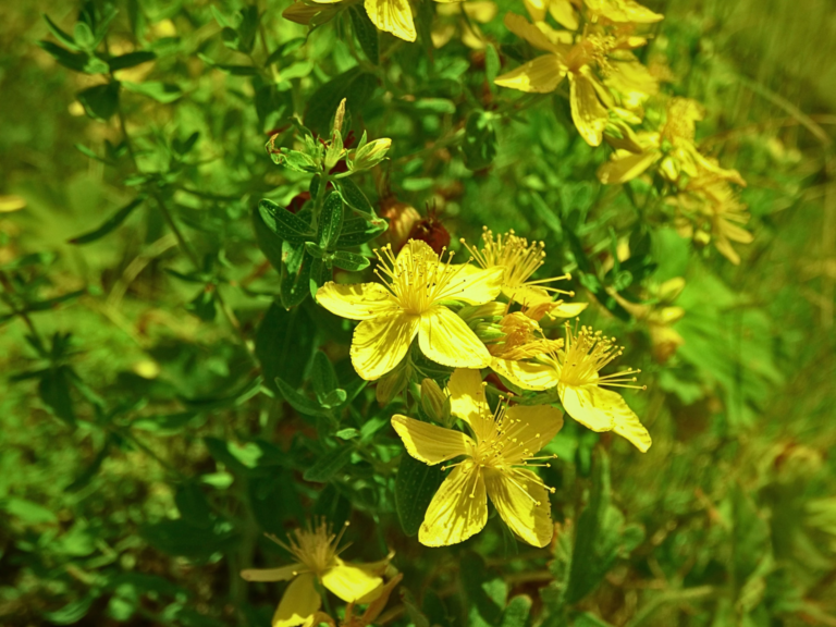 St. John’s Wort