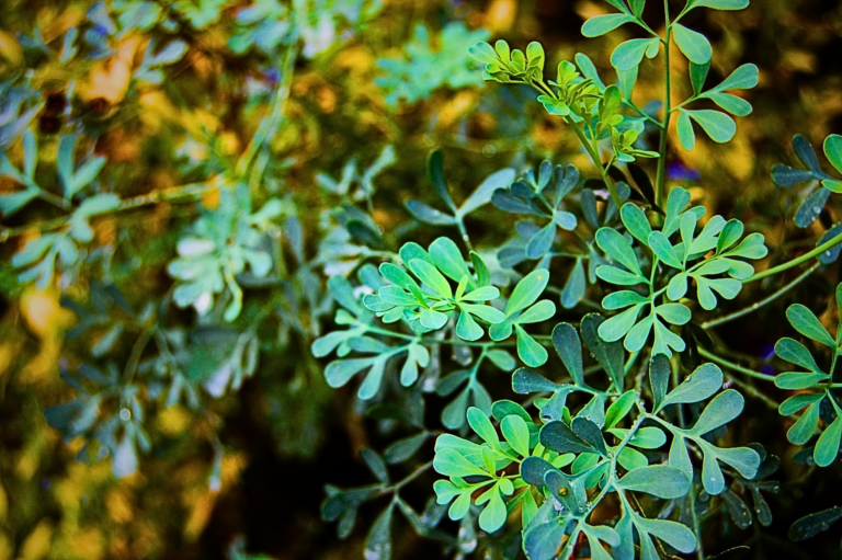 Rue (Herb of Grace)