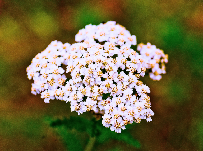 Yarrow